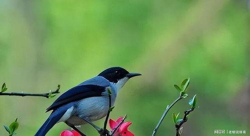 喜鹊的资料,色彩斑斓的报喜使者