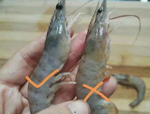 变质虾照片,警惕海鲜变质问题
